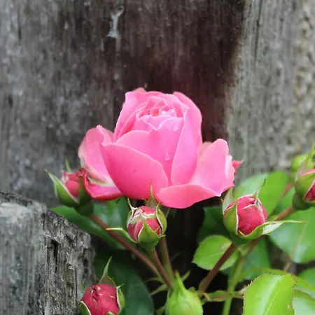 펜션 Haus Am Fischendorfer Bach