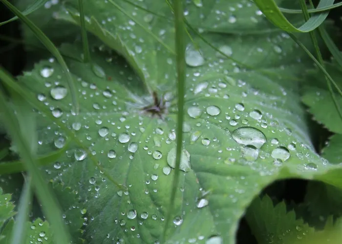 Haus Am Fischendorfer Bach * Бад-Фаллингбостель